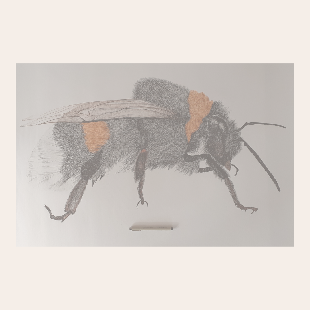 Du mercredi 3 mai au jeudi 8 juin : Exposition des dessins de Carmen Bernaudeau